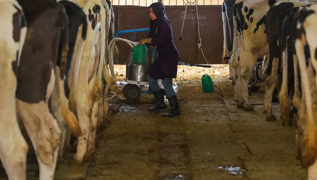 الحليب تحت المجهر… 38 معملاً أُقفلت وخطة لضبط سوق الألبان